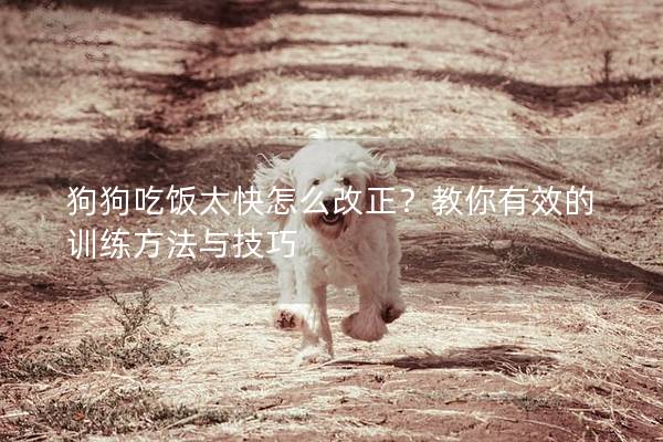狗狗吃饭太快怎么改正？教你有效的训练方法与技巧