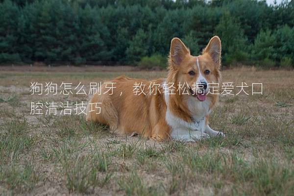 狗狗怎么刷牙，教你轻松搞定爱犬口腔清洁技巧