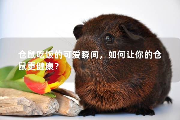 仓鼠吃饭的可爱瞬间，如何让你的仓鼠更健康？