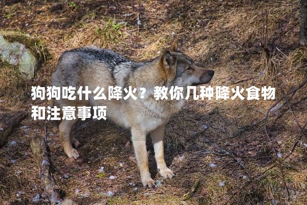 狗狗吃什么降火？教你几种降火食物和注意事项