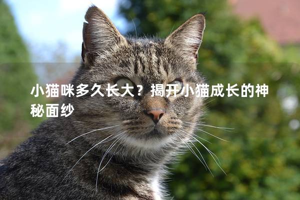 小猫咪多久长大？揭开小猫成长的神秘面纱
