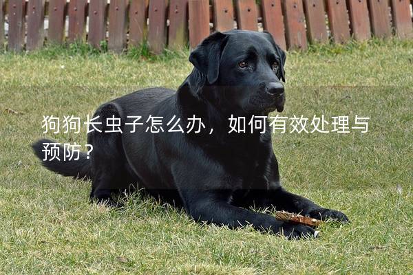 狗狗长虫子怎么办，如何有效处理与预防？