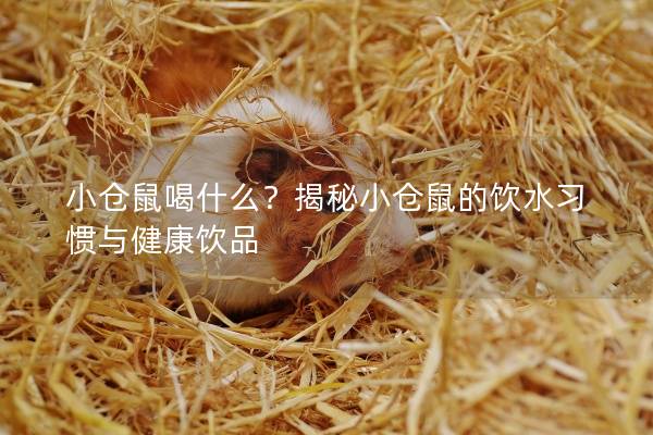 小仓鼠喝什么？揭秘小仓鼠的饮水习惯与健康饮品