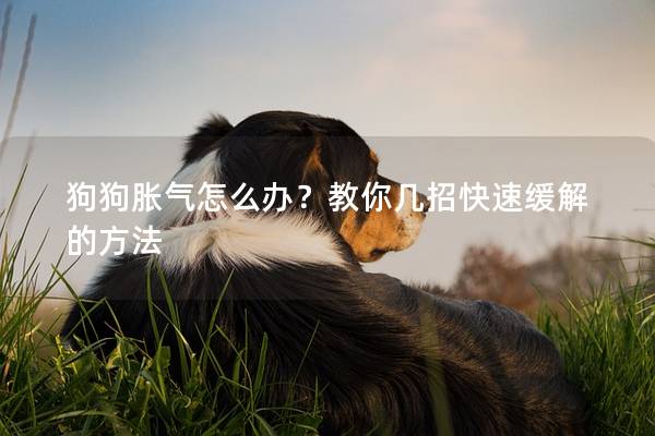 狗狗胀气怎么办？教你几招快速缓解的方法