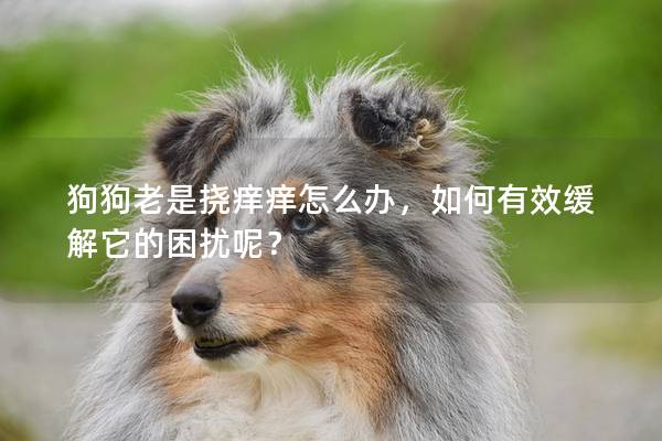 狗狗老是挠痒痒怎么办，如何有效缓解它的困扰呢？