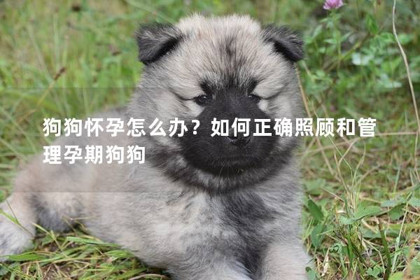 狗狗怀孕怎么办?如何正确照顾和管理孕期狗狗 狗狗怀孕怎么办?如何正确照顾和管理孕期狗狗