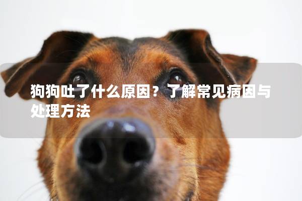 狗狗吐了什么原因？了解常见病因与处理方法
