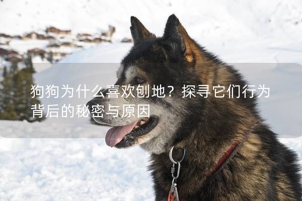 狗狗为什么喜欢刨地？探寻它们行为背后的秘密与原因