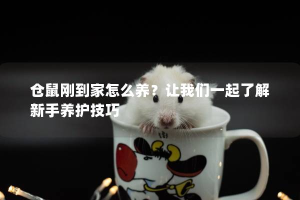 仓鼠刚到家怎么养？让我们一起了解新手养护技巧