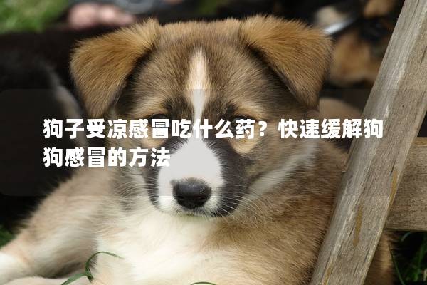 狗子受凉感冒吃什么药？快速缓解狗狗感冒的方法