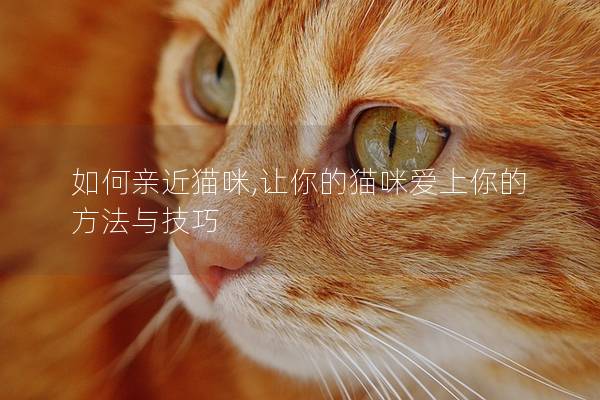 如何亲近猫咪,让你的猫咪爱上你的方法与技巧