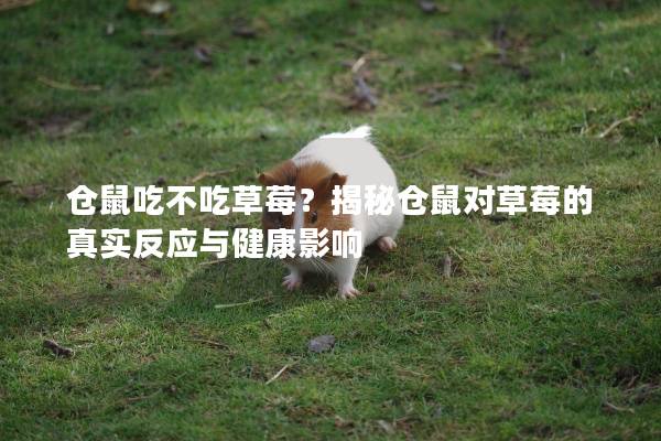 仓鼠吃不吃草莓？揭秘仓鼠对草莓的真实反应与健康影响