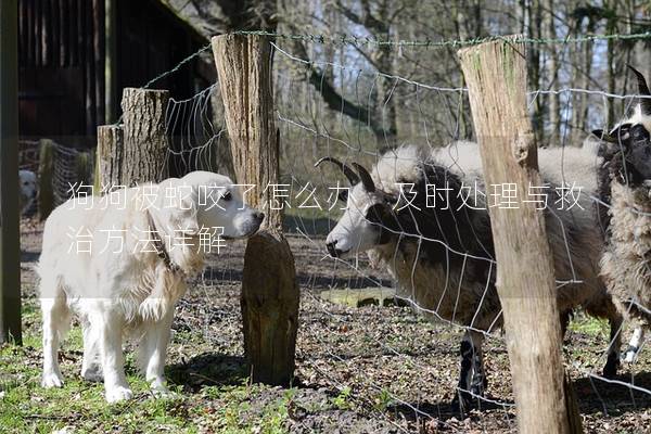 狗狗被蛇咬了怎么办，及时处理与救治方法详解