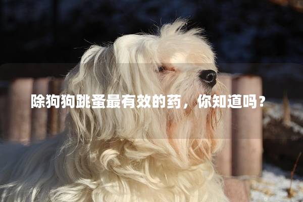 除狗狗跳蚤最有效的药，你知道吗？