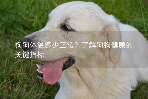 狗狗体温多少正常？了解狗狗健康的关键指标
