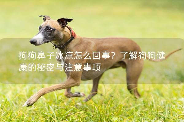 狗狗鼻子冰凉怎么回事？了解狗狗健康的秘密与注意事项