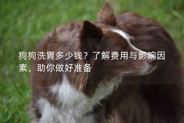 狗狗洗胃多少钱？了解费用与影响因素，助你做好准备