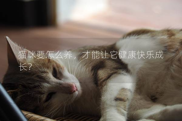 猫咪要怎么养,才能让它健康快乐成长? 猫咪要怎么养,才能让它健康快乐成长?