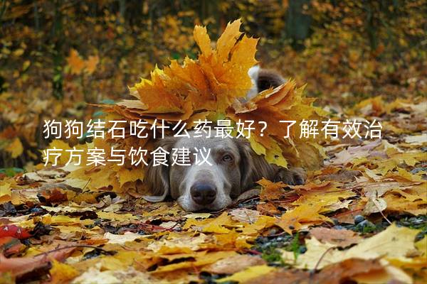 狗狗结石吃什么药最好？了解有效治疗方案与饮食建议