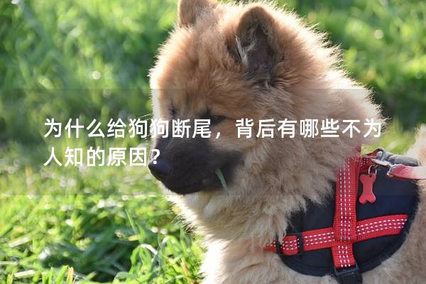 为什么给狗狗断尾,背后有哪些不为人知的原因? 为什么给狗狗断尾,背后有哪些不为人知的原因?