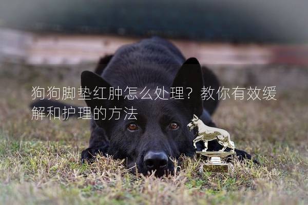 狗狗脚垫红肿怎么处理？教你有效缓解和护理的方法