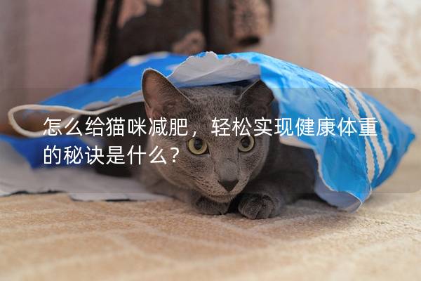怎么给猫咪减肥，轻松实现健康体重的秘诀是什么？