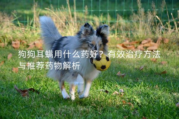 狗狗耳螨用什么药好？有效治疗方法与推荐药物解析