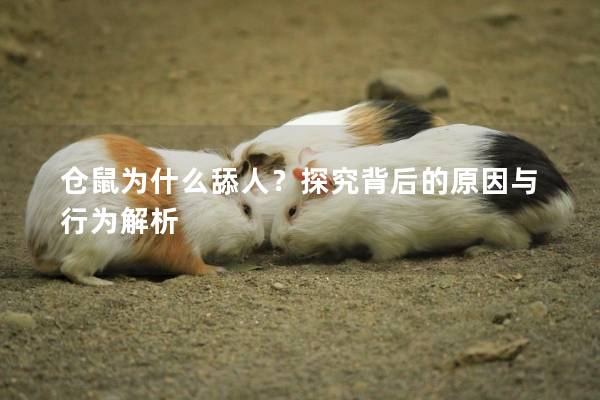 仓鼠为什么舔人？探究背后的原因与行为解析