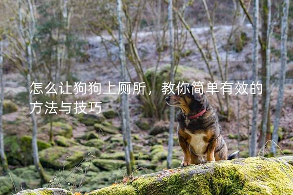 怎么让狗狗上厕所,教你简单有效的方法与技巧 怎么让狗狗上厕所,教你简单有效的方法与技巧
