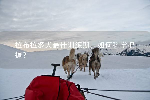 拉布拉多犬最佳训练期,如何科学把握? 拉布拉多犬最佳训练期,如何科学把握?