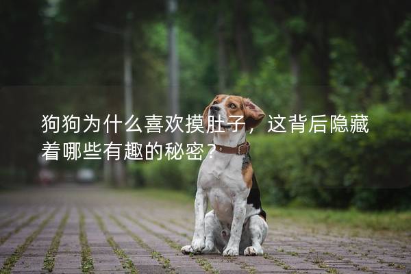 狗狗为什么喜欢摸肚子，这背后隐藏着哪些有趣的秘密？