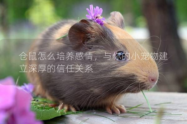 仓鼠怎么培养感情，与你的小宠物建立深厚的信任关系