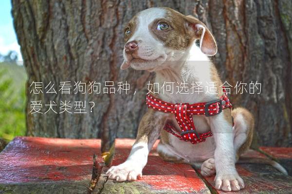 怎么看狗狗品种,如何选择适合你的爱犬类型? 怎么看狗狗品种,如何选择适合你的爱犬类型?