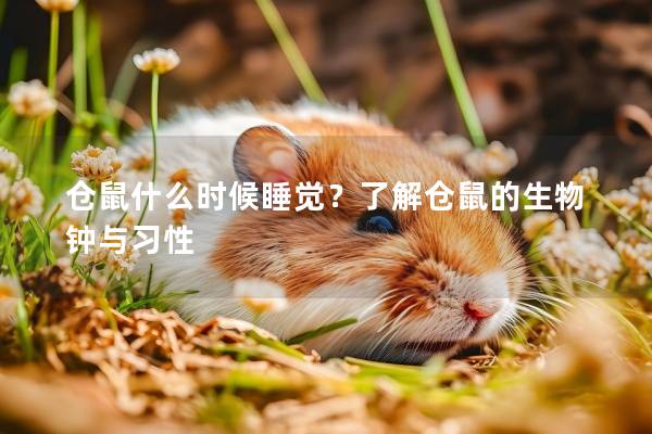 仓鼠什么时候睡觉？了解仓鼠的生物钟与习性