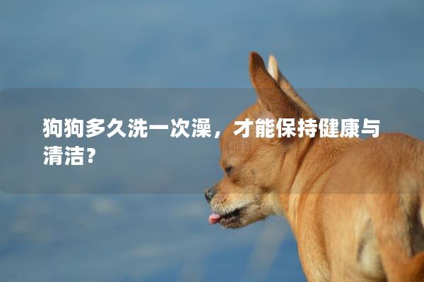 狗狗多久洗一次澡，才能保持健康与清洁？