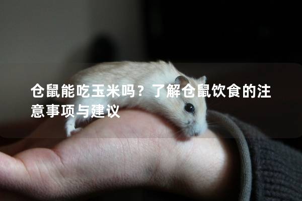 仓鼠能吃玉米吗？了解仓鼠饮食的注意事项与建议