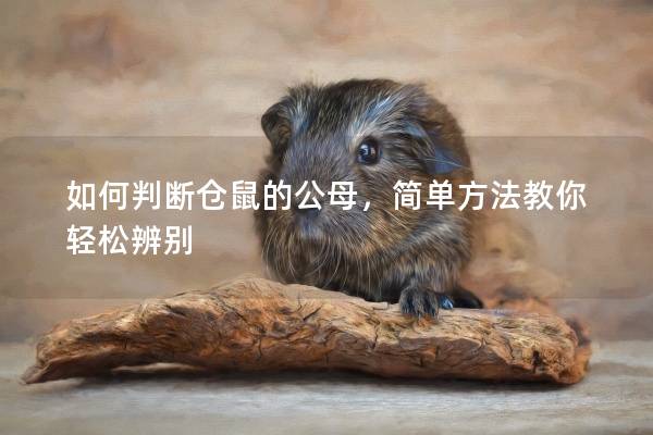 如何判断仓鼠的公母，简单方法教你轻松辨别