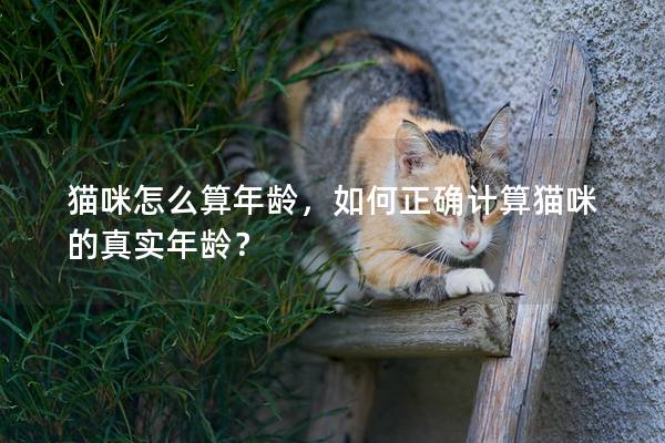 猫咪怎么算年龄，如何正确计算猫咪的真实年龄？