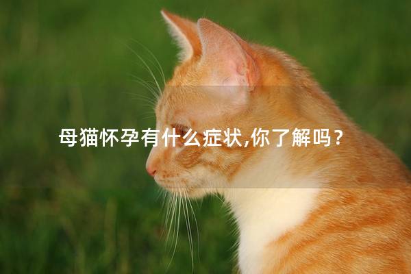 母猫怀孕有什么症状,你了解吗？