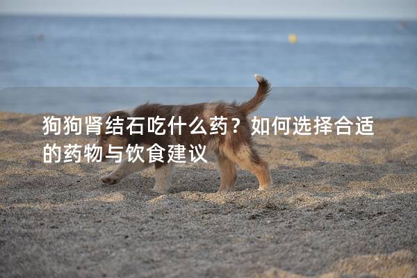 狗狗肾结石吃什么药？如何选择合适的药物与饮食建议