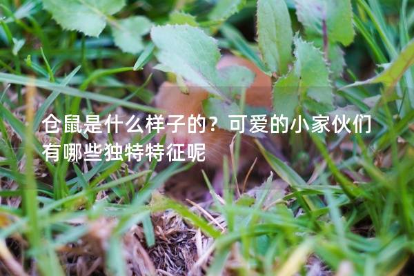 仓鼠是什么样子的?可爱的小家伙们有哪些独特特征呢 仓鼠是什么样子的?可爱的小家伙们有哪些独特特征呢