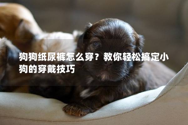 狗狗纸尿裤怎么穿？教你轻松搞定小狗的穿戴技巧