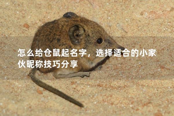 怎么给仓鼠起名字,选择适合的小家伙昵称技巧分享 怎么给仓鼠起名字,选择适合的小家伙昵称技巧分享