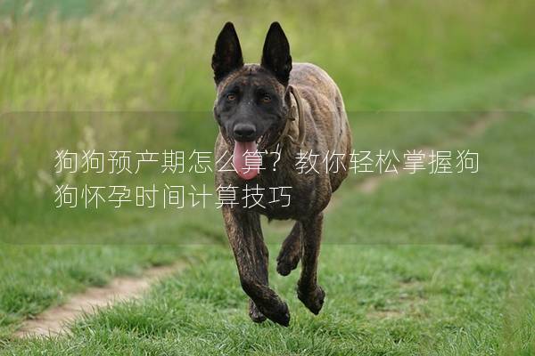 狗狗预产期怎么算？教你轻松掌握狗狗怀孕时间计算技巧