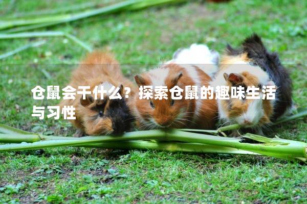 仓鼠会干什么？探索仓鼠的趣味生活与习性