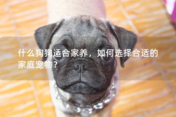 什么狗狗适合家养,如何选择合适的家庭宠物? 什么狗狗适合家养,如何选择合适的家庭宠物?