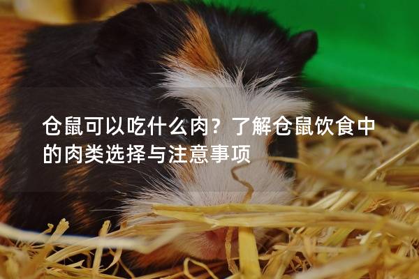 仓鼠可以吃什么肉?了解仓鼠饮食中的肉类选择与注意事项 仓鼠可以吃什么肉?了解仓鼠饮食中的肉类选择与注意事项