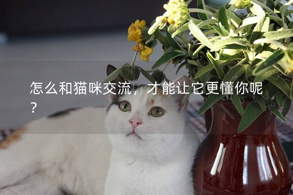 怎么和猫咪交流，才能让它更懂你呢？