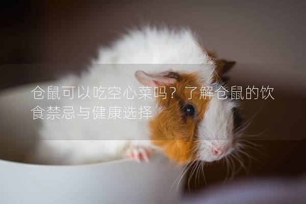 仓鼠可以吃空心菜吗？了解仓鼠的饮食禁忌与健康选择