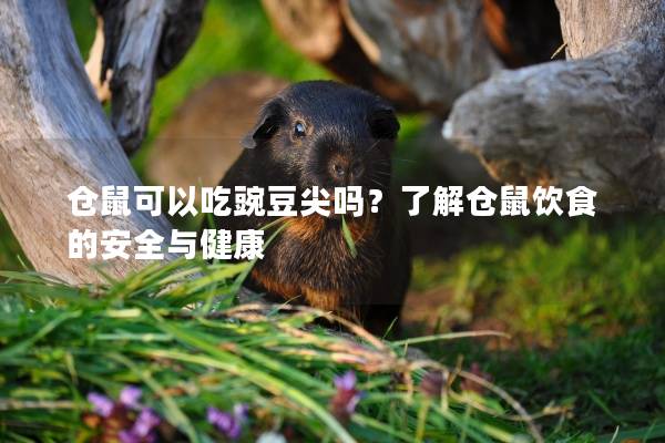 仓鼠可以吃豌豆尖吗？了解仓鼠饮食的安全与健康